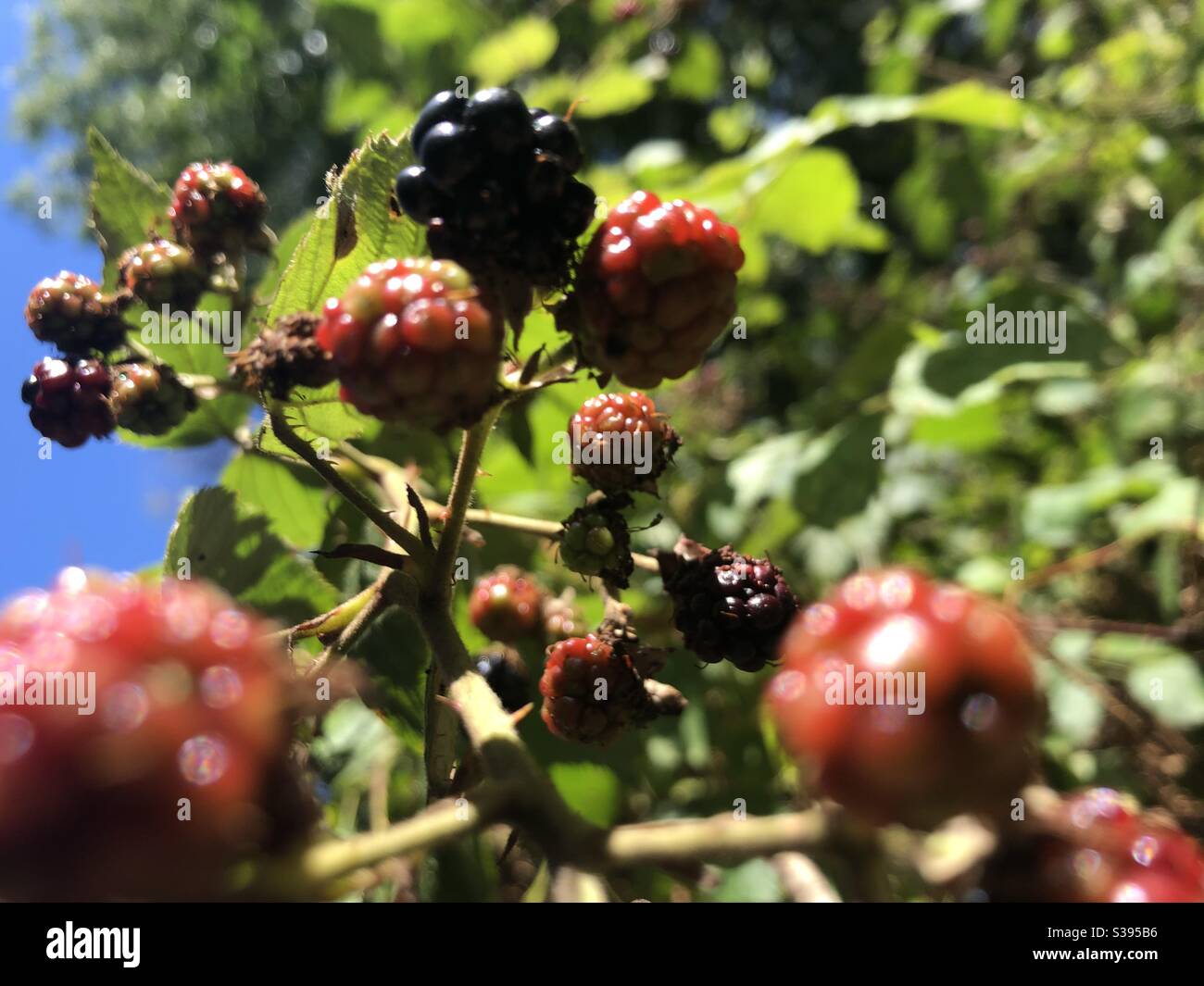 Berrys in estate Foto Stock