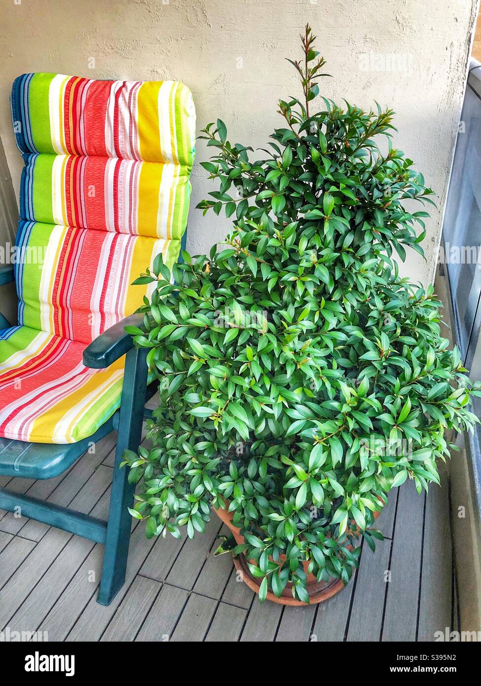 Una pianta sana del balcone. Foto Stock