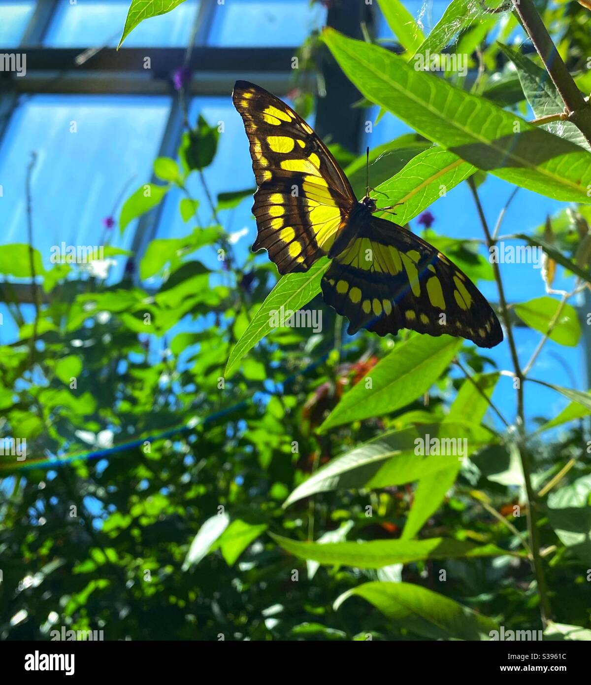 Farfalla gialla e nera sul verde Foto Stock
