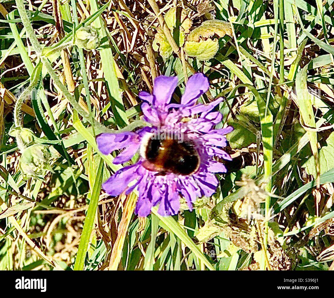 Bumblebee dalla coda bianca su un fiore di Scabious a Wootton St Lawrence Foto Stock