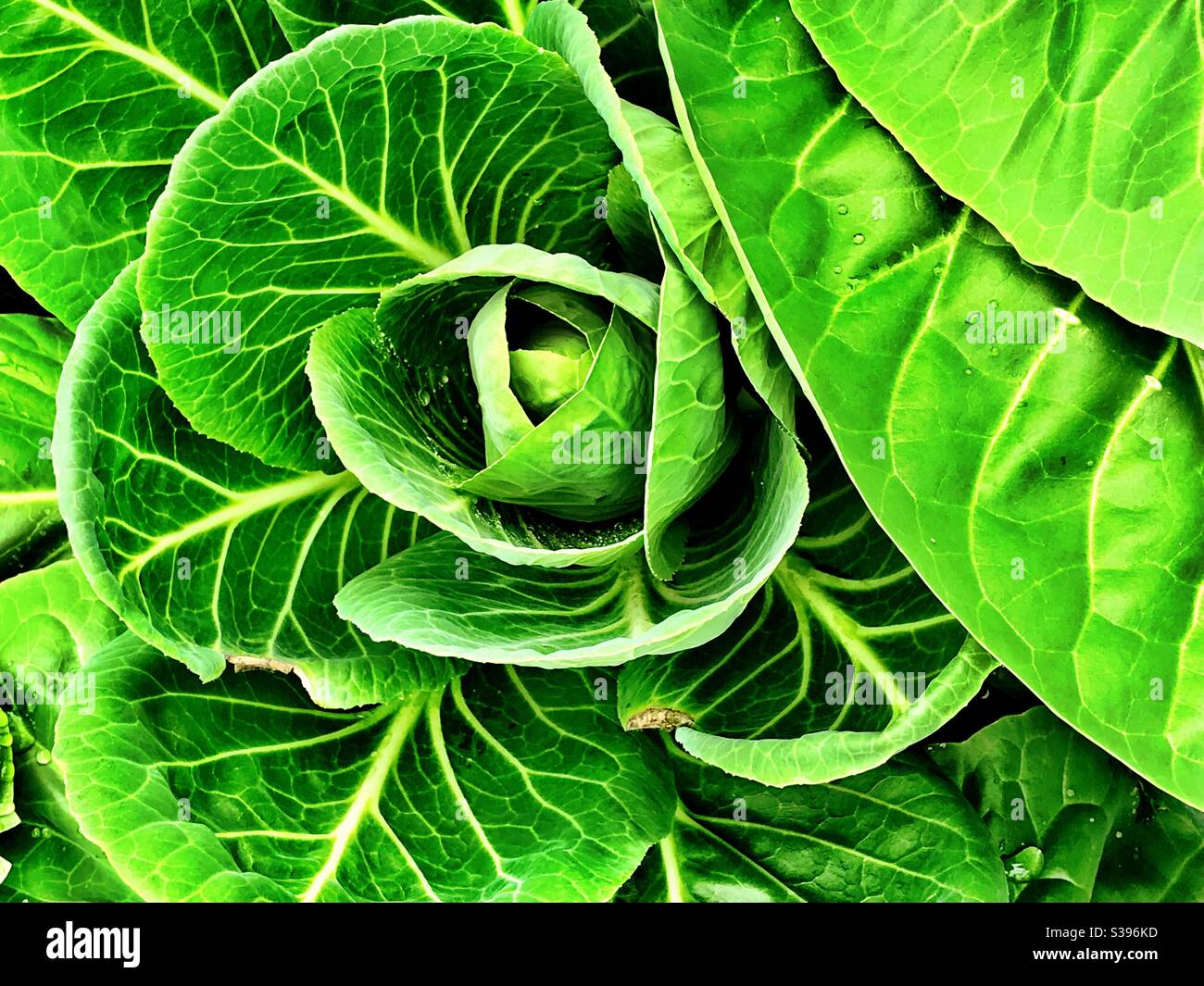 Brassica oleracea . Pianta di cavolo - Immagine stock catturata con smartphone