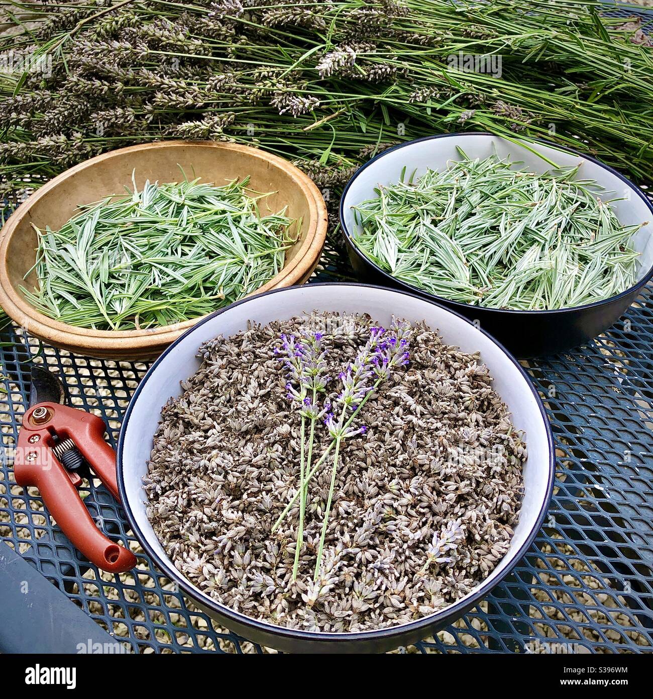 Ciotole di semi di lavanda e foglie sul tavolo da giardino. Foto Stock