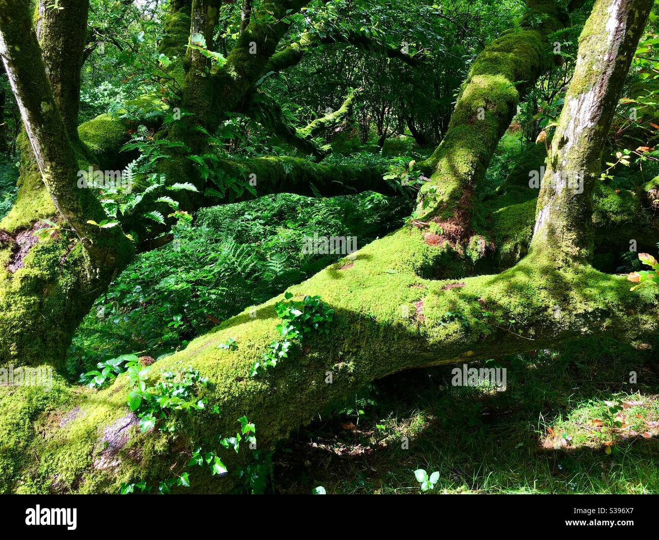 Muschio verde su tronco di albero caduto in bosco Foto Stock