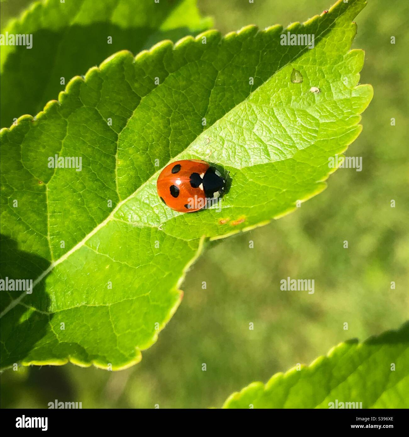 Un ladybird seduto su una foglia di mela Foto Stock