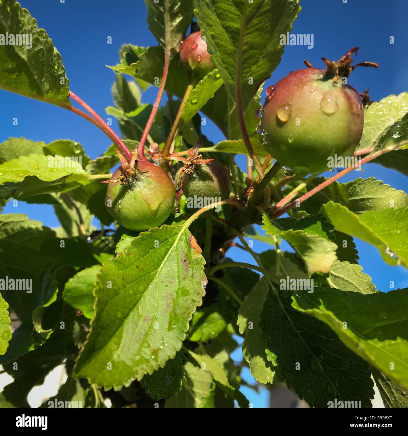 Malus Tramonto Dessert Apple Tree Foto Stock