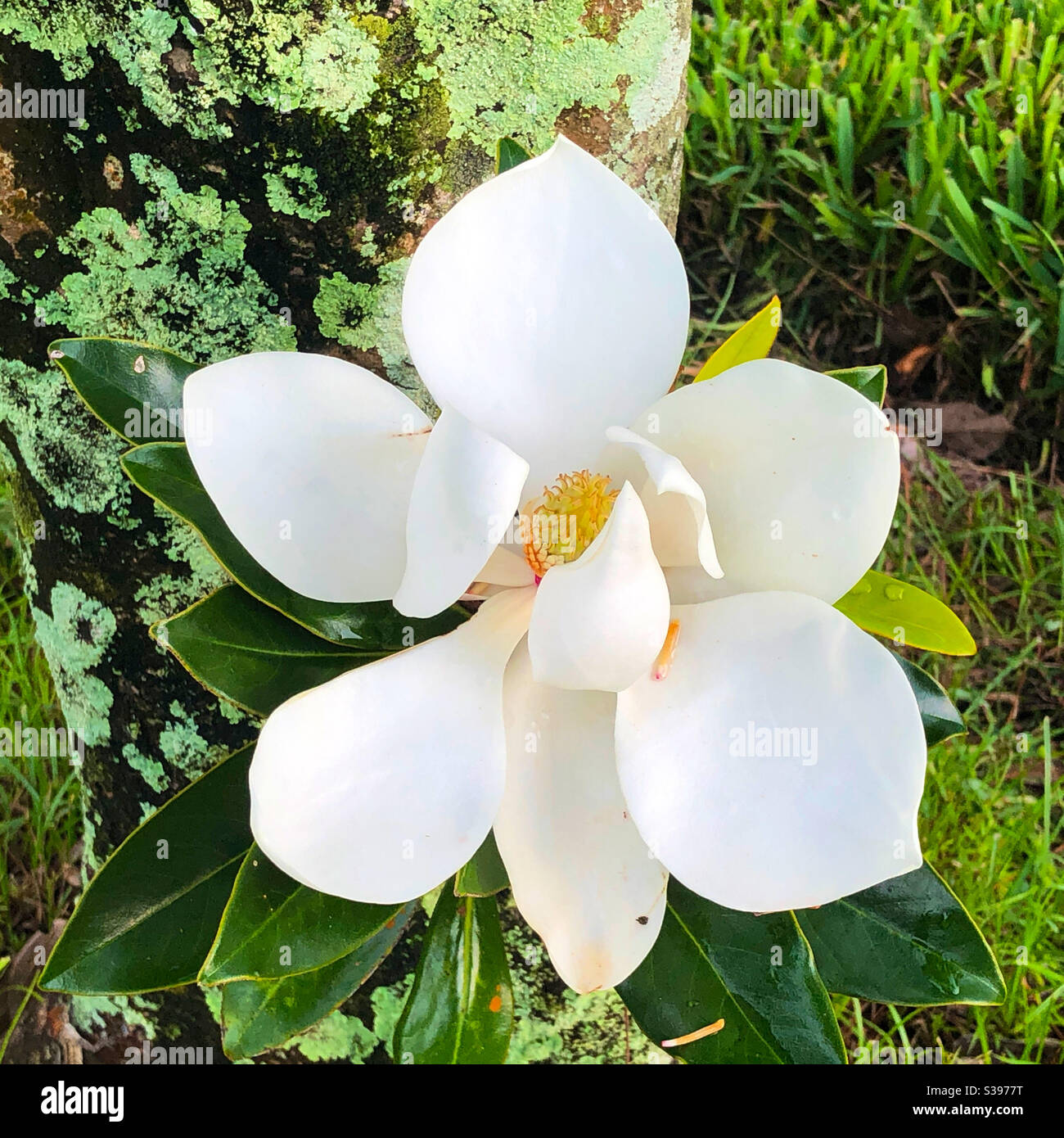 Un fiore magnolia che cresce fuori stagione su nuova crescita alla base dell'albero - Immagine stock catturata con smartphone