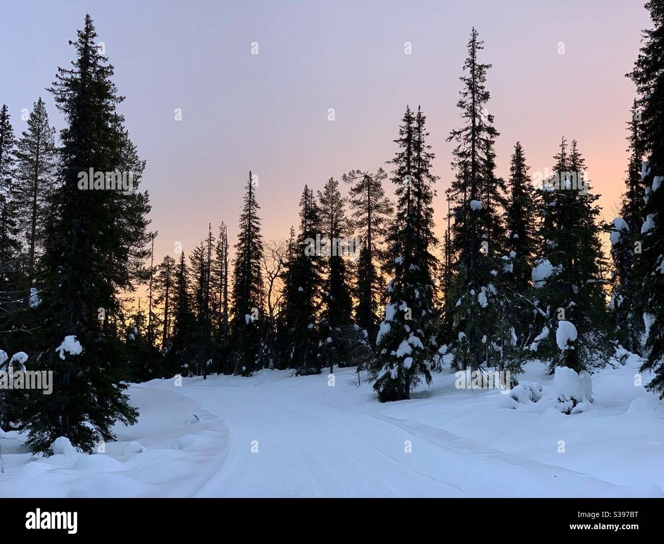 Foresta innevata all'alba nel Parco Nazionale di Pyhä-Luosto, Finlandia Foto Stock