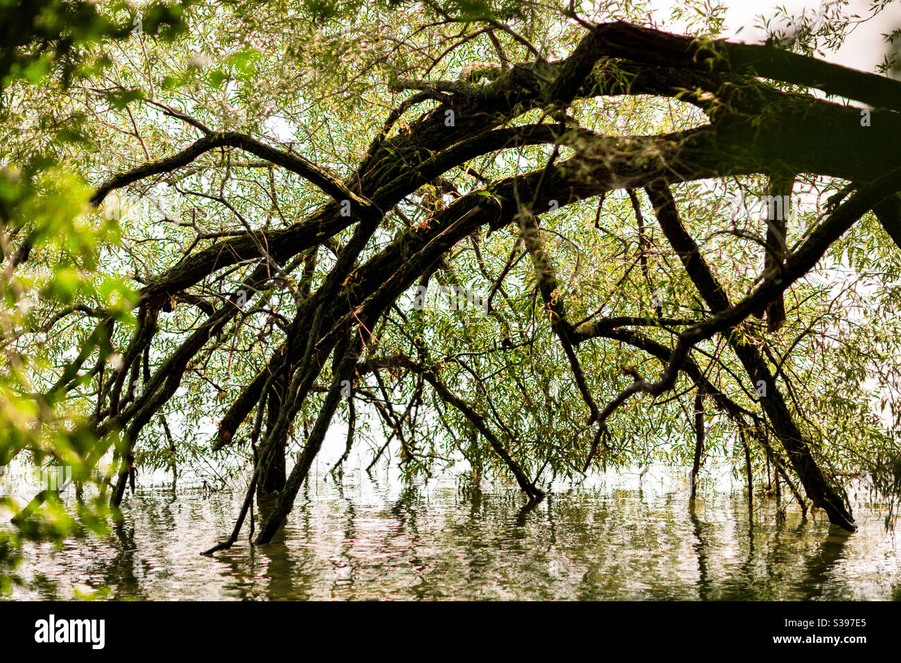 Albero piegato che cade nel lago Foto Stock