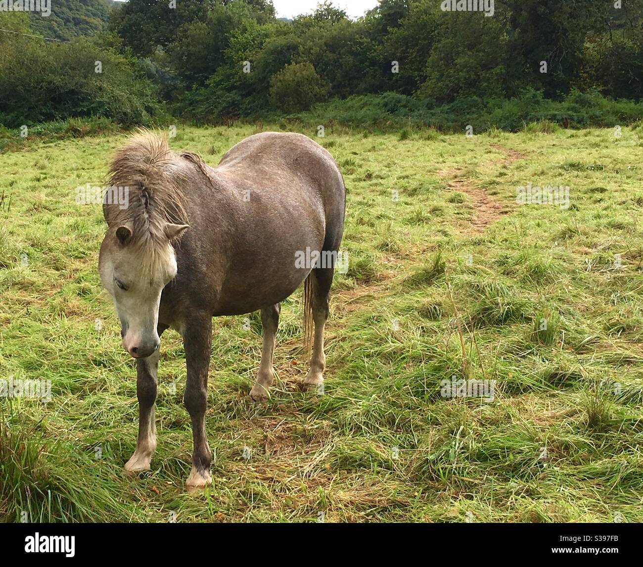 Cavallo triste da solo in campo Foto Stock