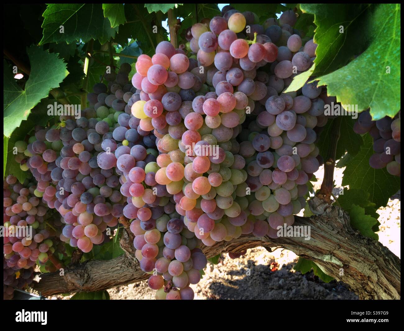 Grenache maturazione delle uve del vitigno, Catalogna, Spagna. Foto Stock