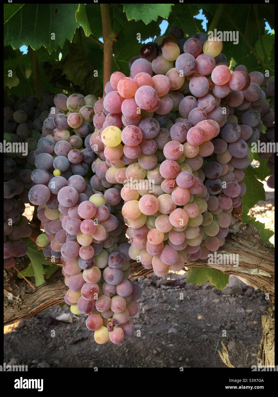 Grenache maturazione delle uve del vitigno, Catalogna, Spagna. - Immagine stock catturata con smartphone