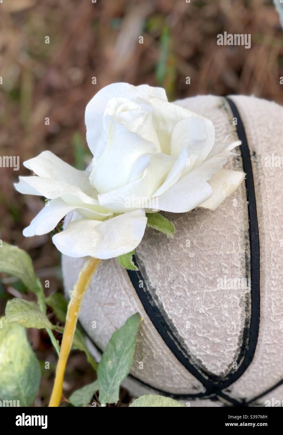 Rosa bianca artificiale su basketball sbiadito e ben utilizzato - Immagine stock catturata con smartphone