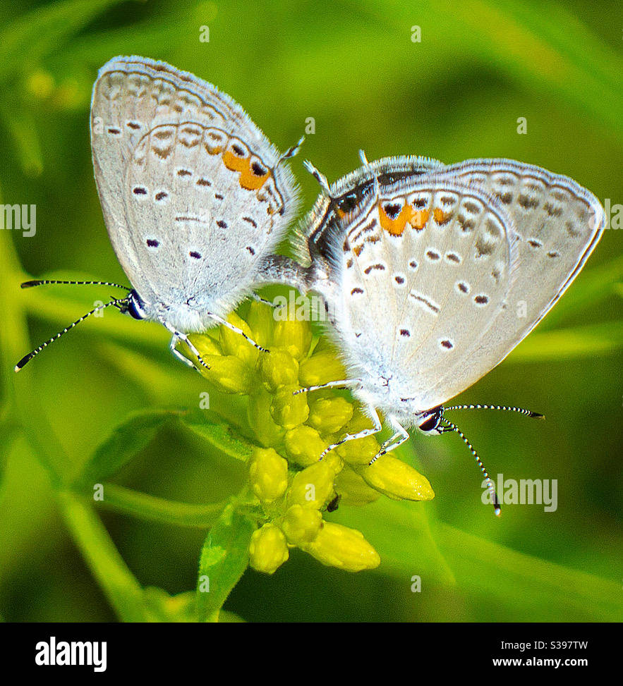Coppia di farfalle blu dalla coda orientale Foto Stock