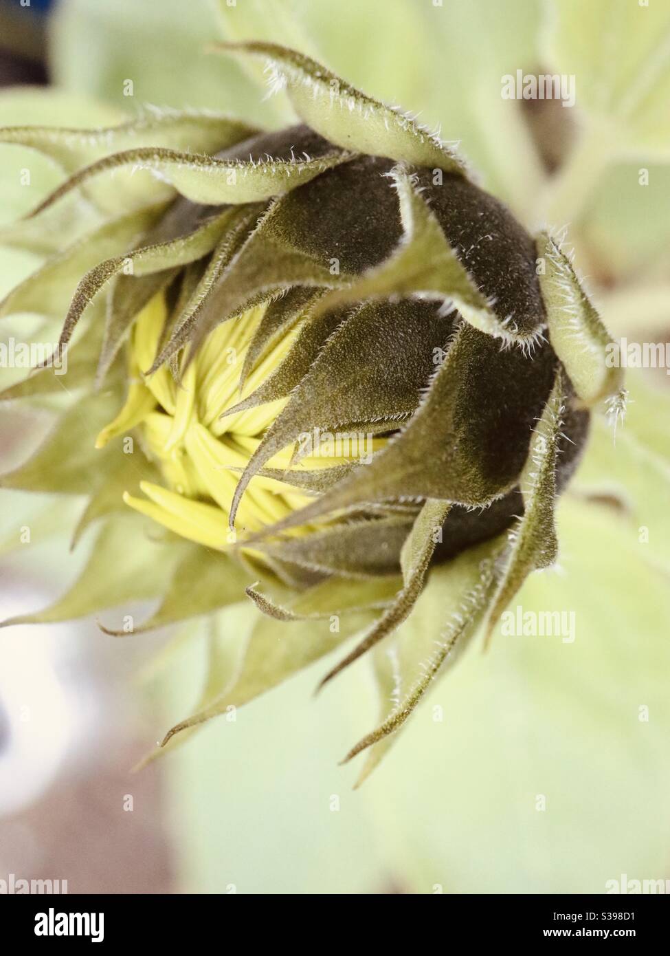 Testa di girasole calda Foto Stock