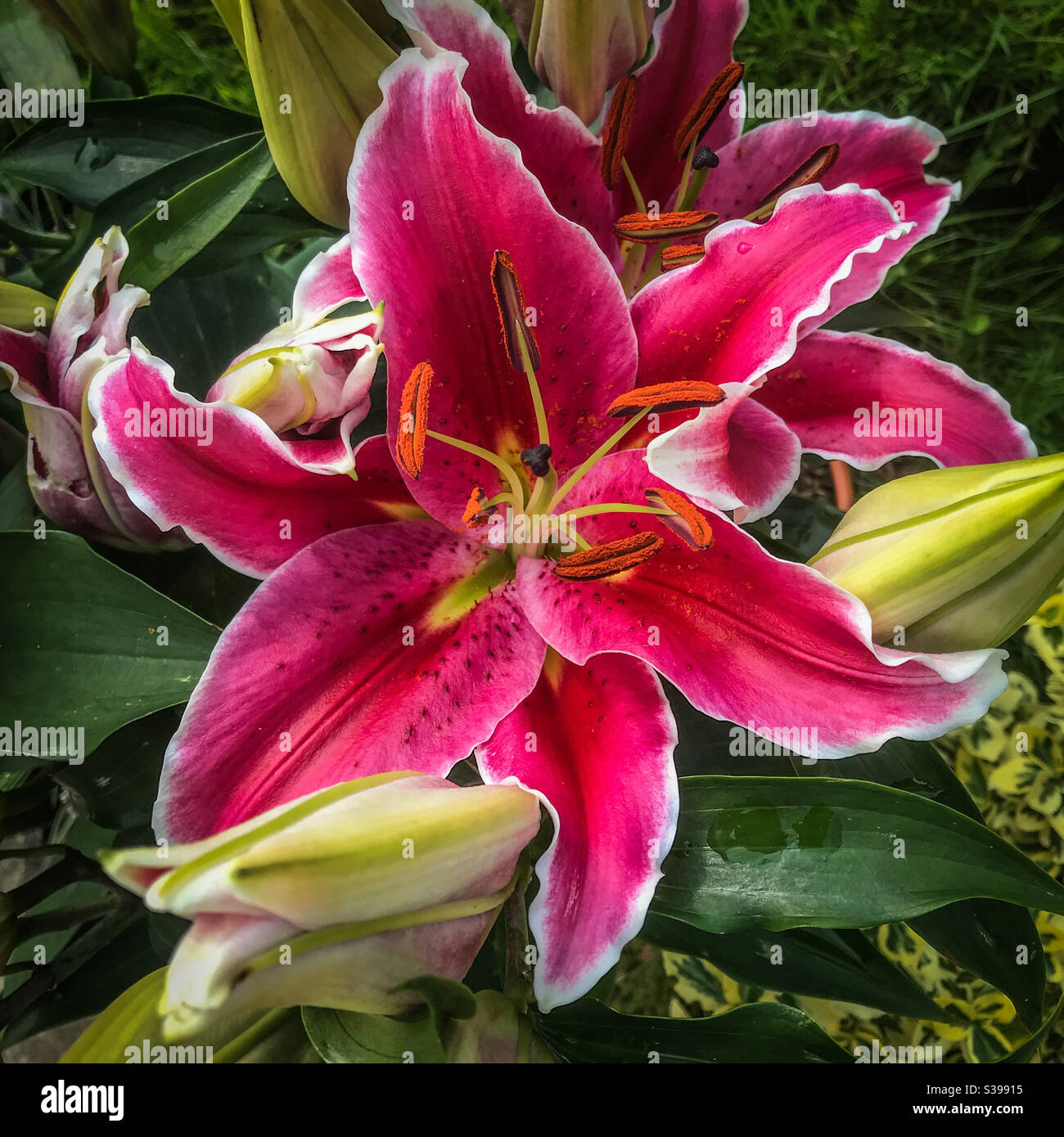 Stargazer - Giglio orientale Foto Stock