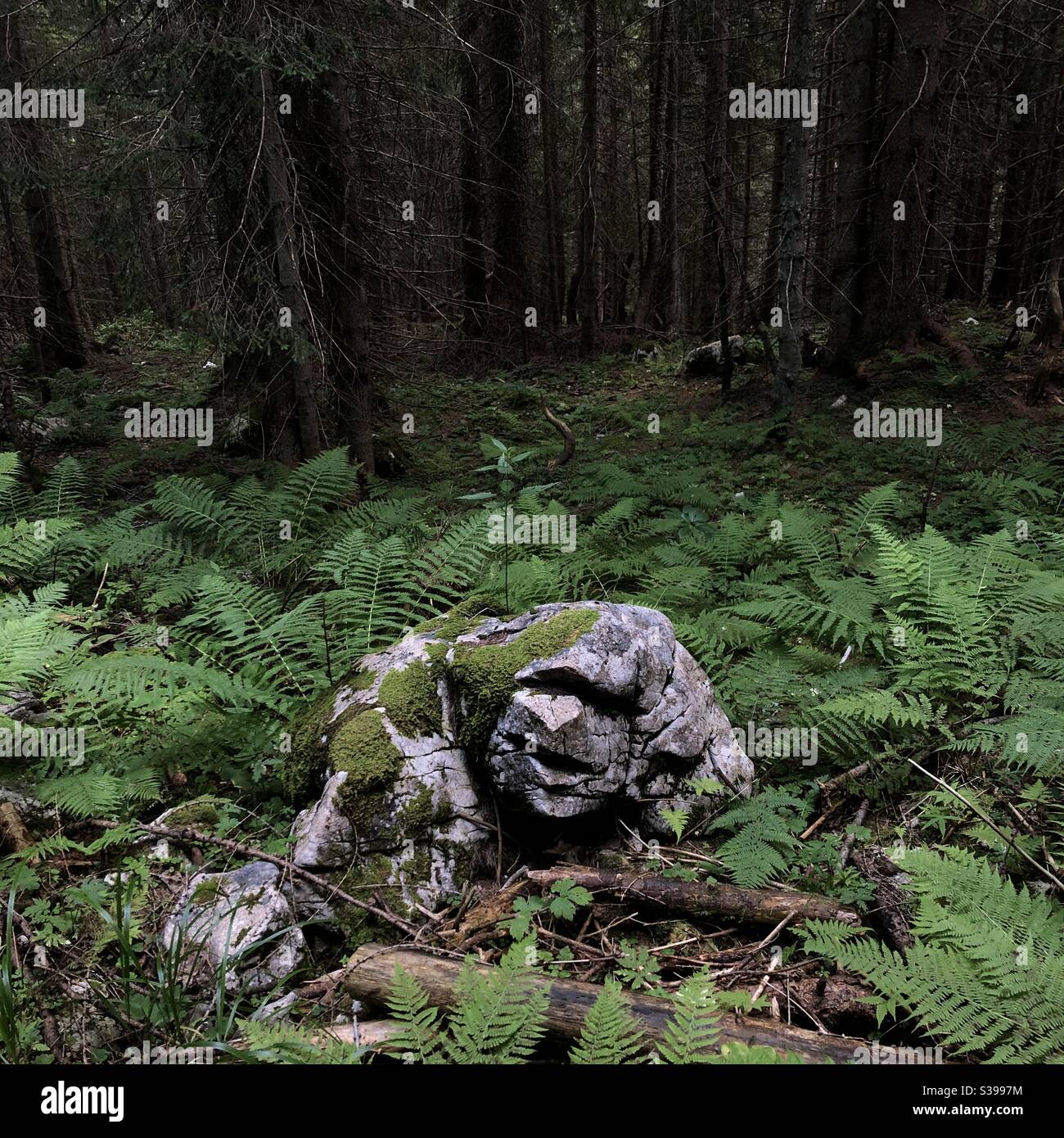 Il gigante della foresta Foto Stock