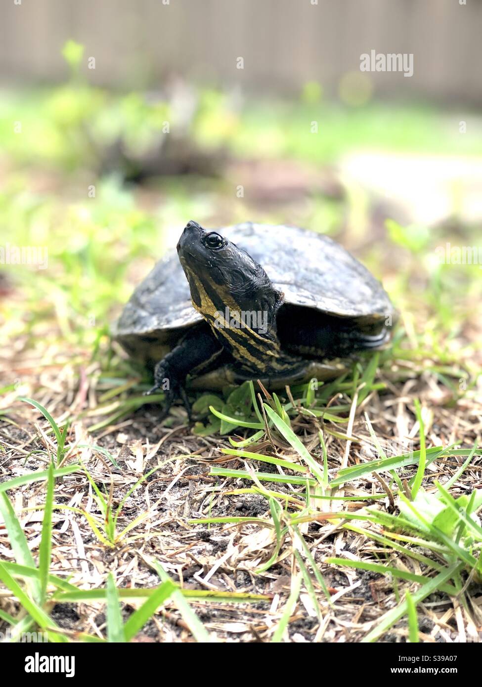 Tartaruga Pond Slider nel sud-est degli Stati Uniti - Immagine stock catturata con smartphone