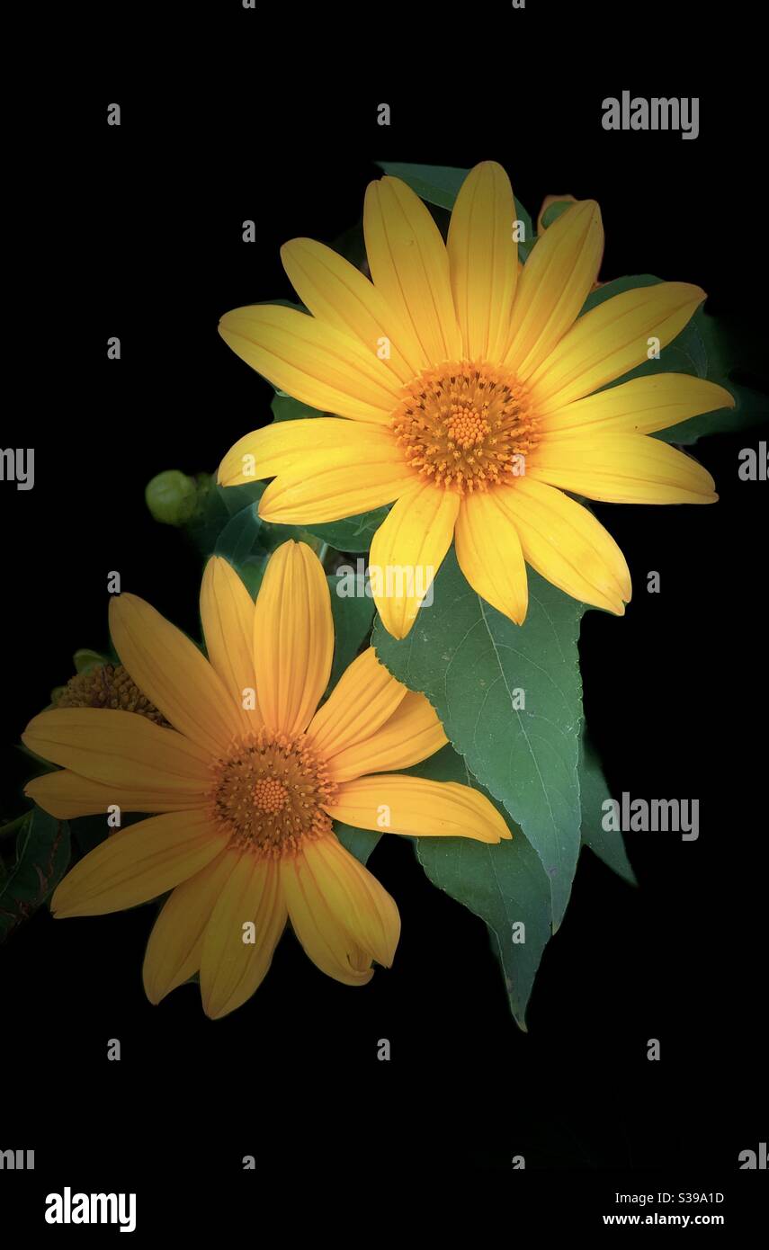 hoa dã quỳ đà lạt Foto Stock