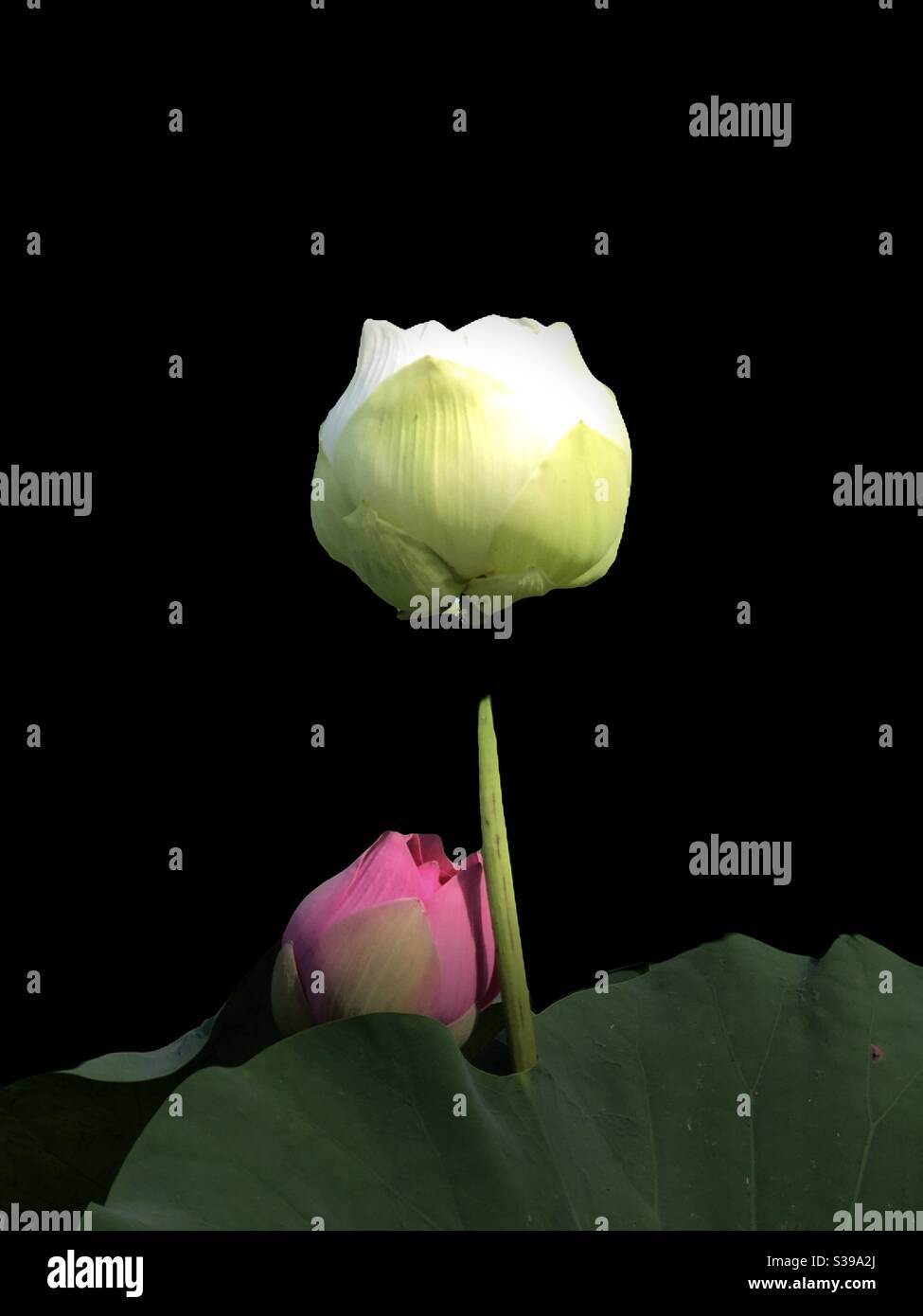 Có đôi - Immagine stock catturata con smartphone