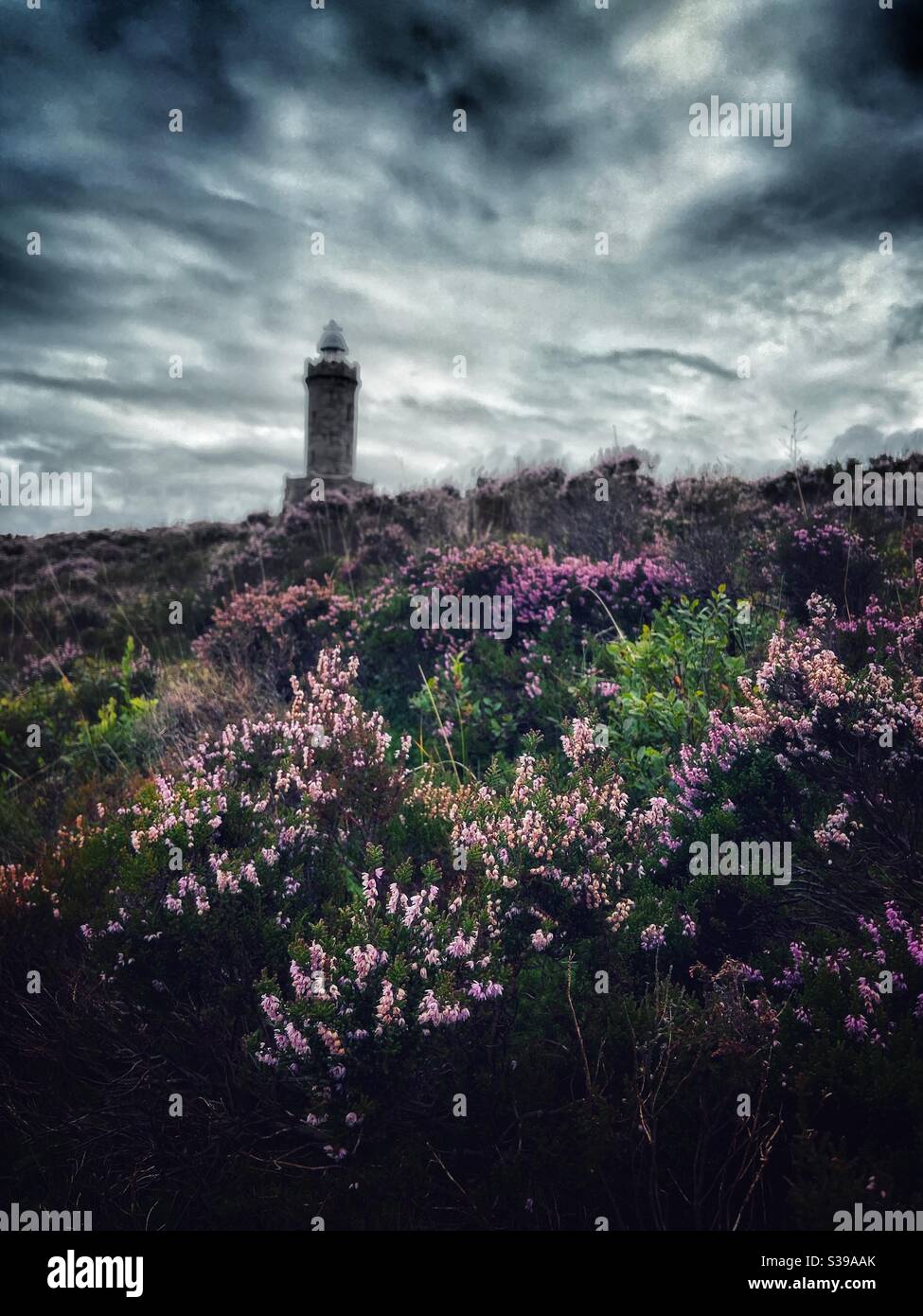Erpici di fronte alla Torre del Giubileo (il Rocket) Su Darwen Moor sopra Blackburn in Lancashire - Immagine stock catturata con smartphone