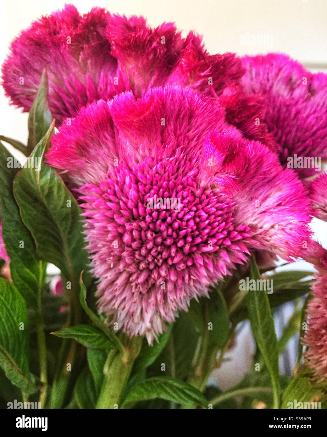 Fiore rosa cockscomb celosia. - Immagine stock catturata con smartphone