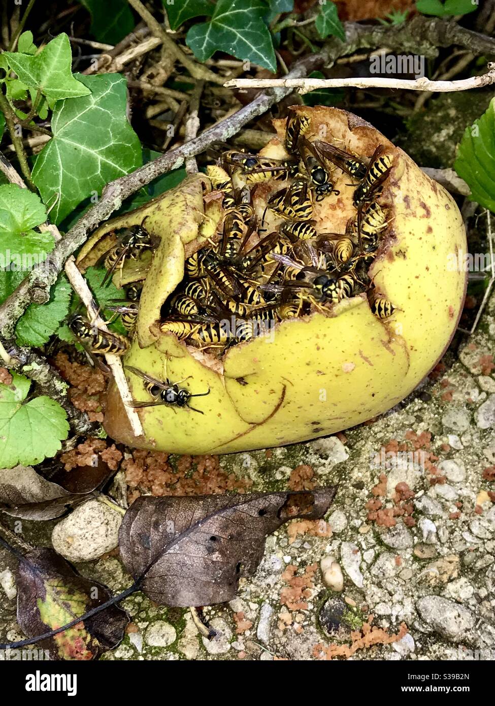 Un sciame di vespe divora una pera caduta. Foto Stock
