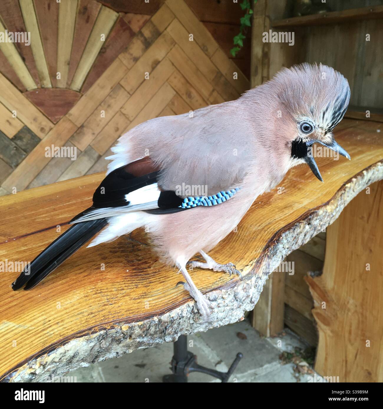 Jay Bird, Hattingley, Hampshire, Inghilterra. - Immagine stock catturata con smartphone