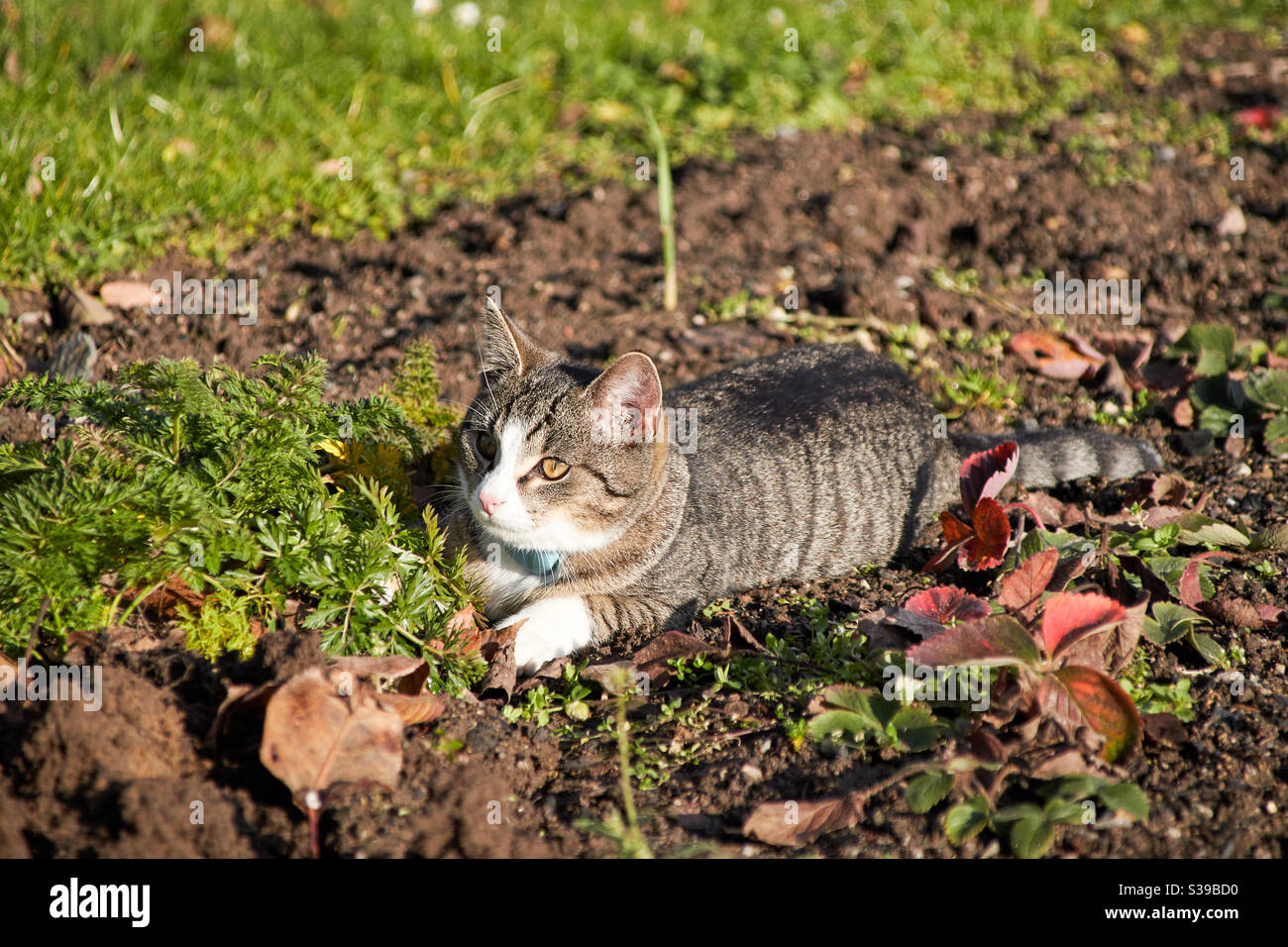 un gatto di sgombro grigio beige con zampe e naso bianchi giace su un campo e lurks. Ha un chip blu di tracciamento intorno al collo Foto Stock