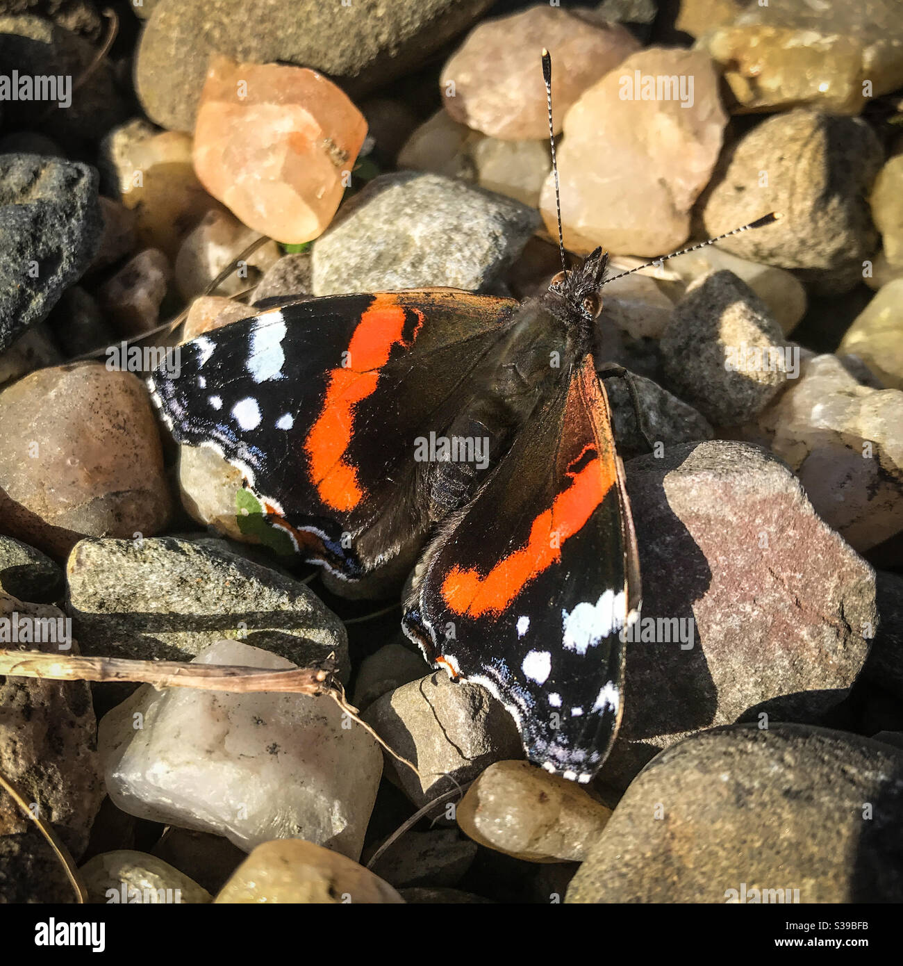 Farfalla Ammiraglio rossa - Vanessa Atalanta Foto Stock