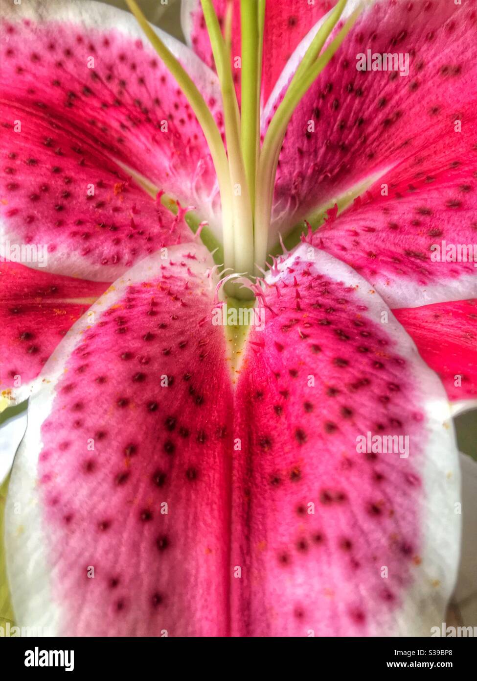 Primo piano di Pink Tiger Lily Foto Stock