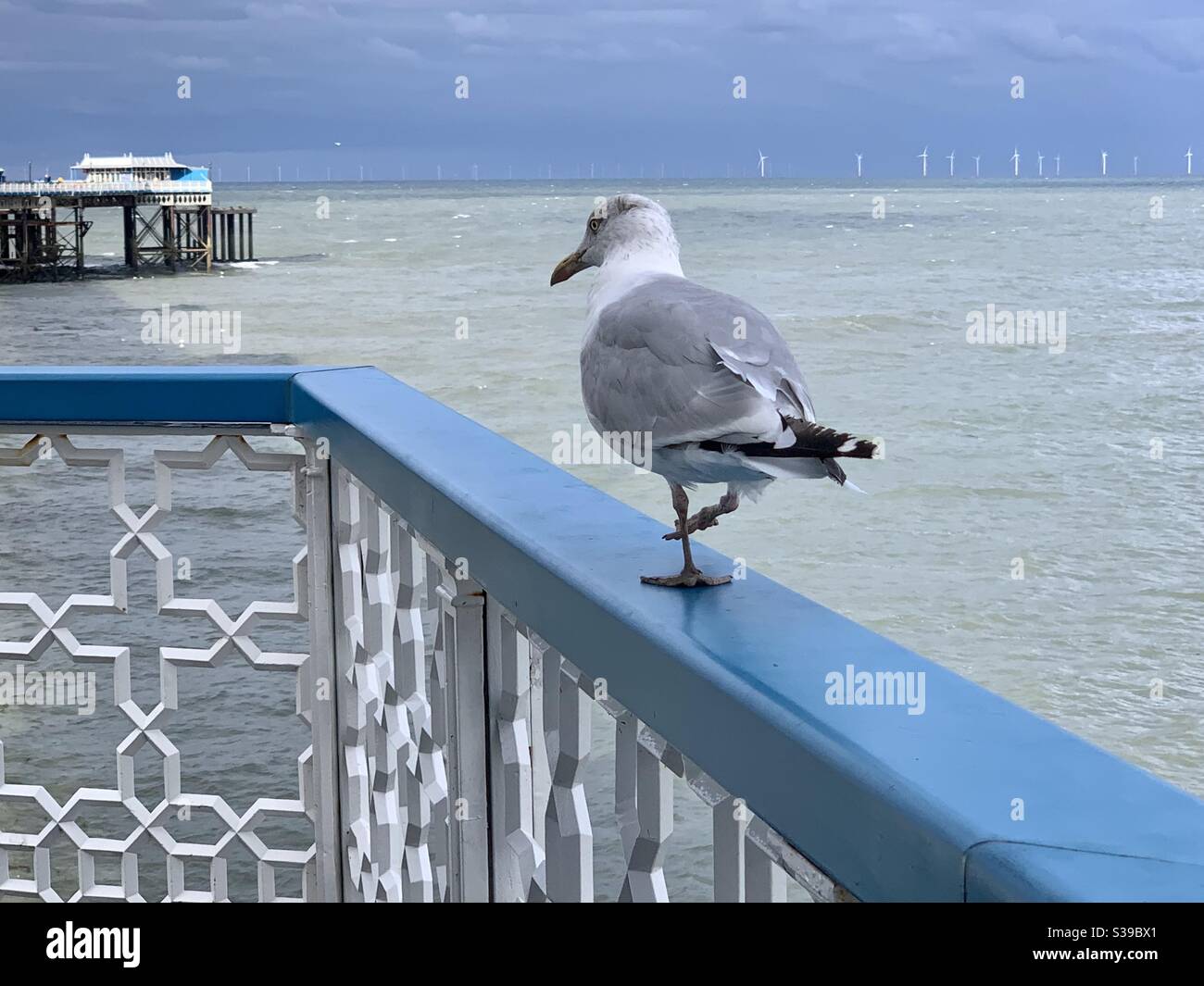 Seagull sul Llandudno Pier Foto Stock