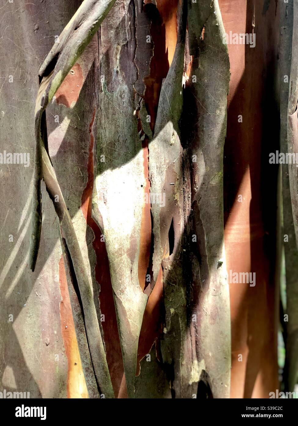 Primo piano di tronco e corteccia di un colza o crepe albero mirto con il sole che fa le ombre interessanti - Immagine stock catturata con smartphone