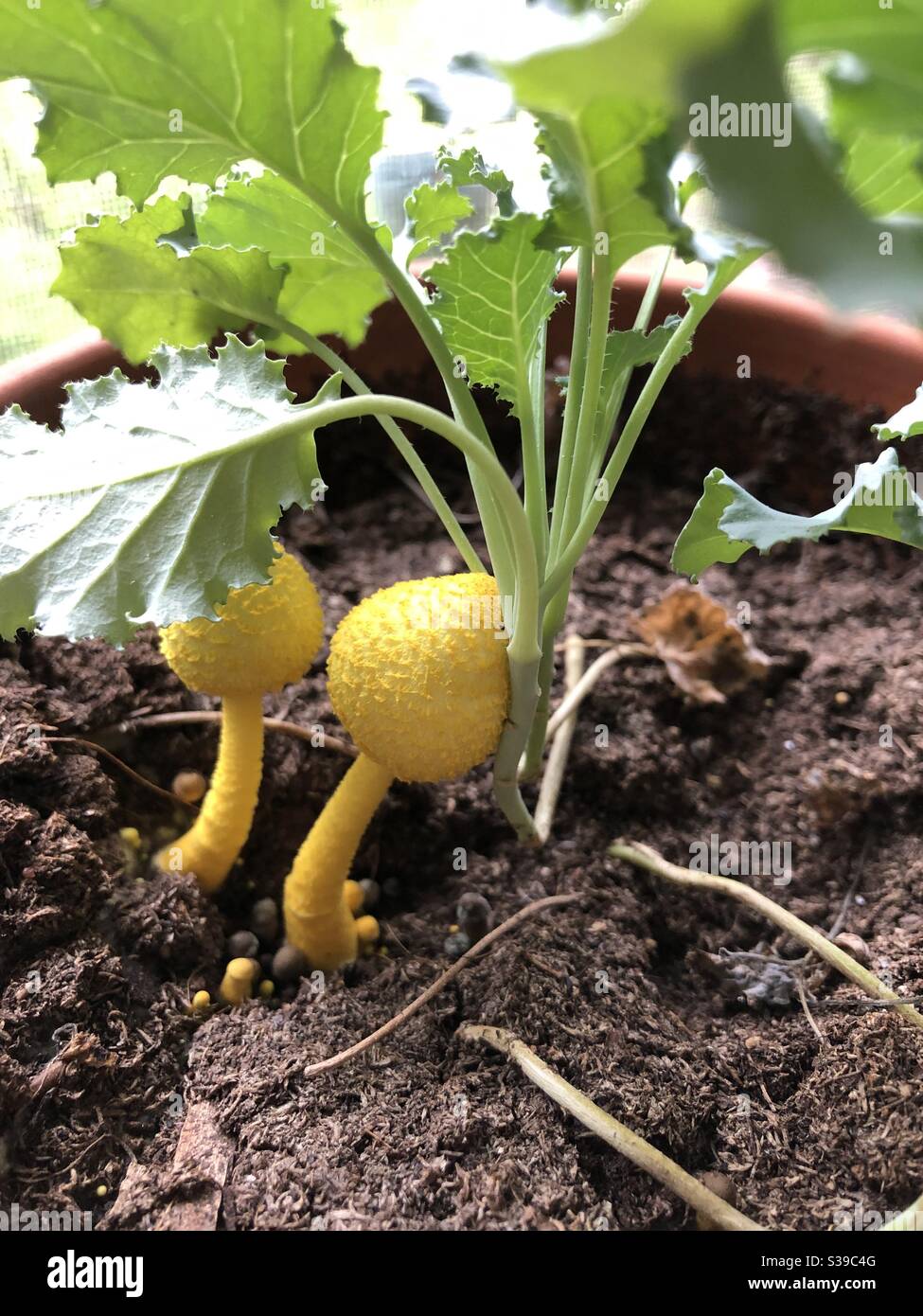Funghi gialli che crescono in una pentola di piante di kale - Immagine stock catturata con smartphone