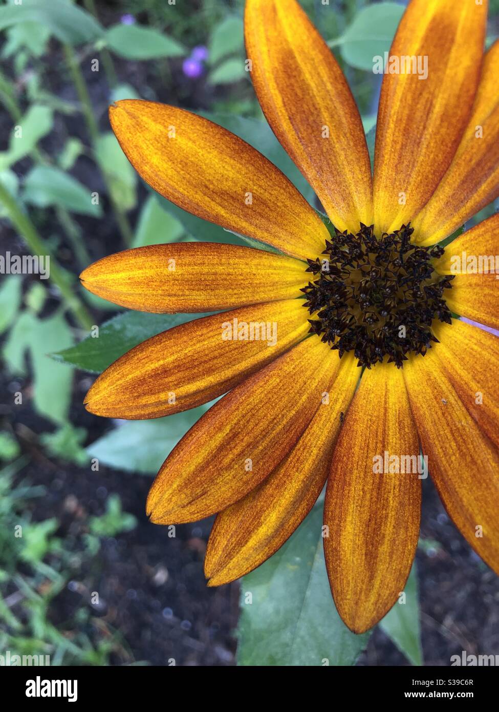 Il girasole arancione brillante fiorisce in primavera Foto Stock
