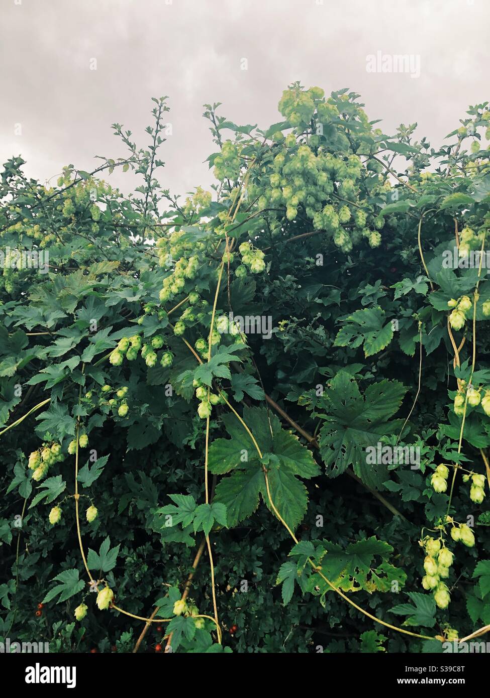 Luppolo selvatico che cresce in hedgerow Foto Stock