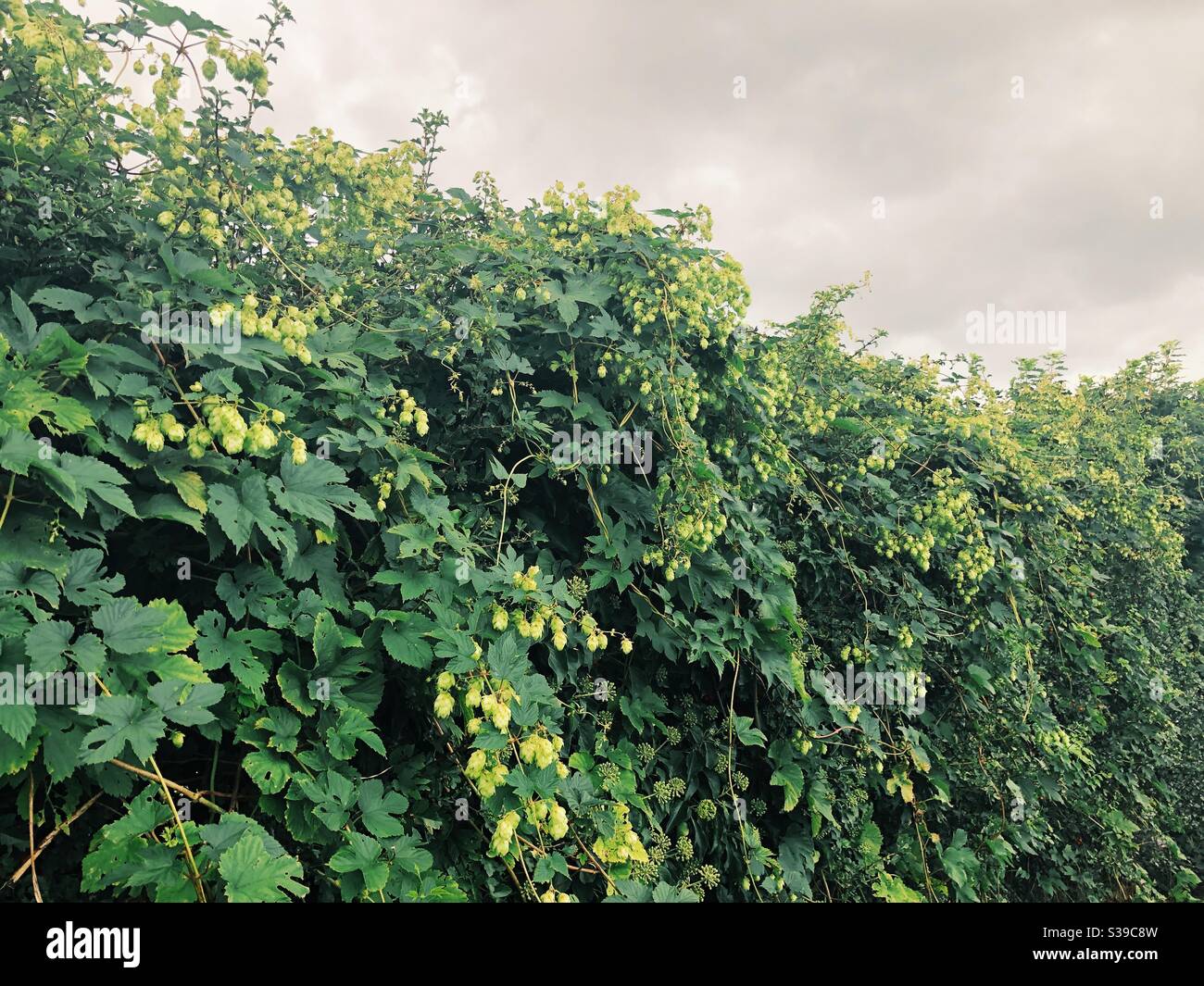 Luppolo che cresce in hedgerow Foto Stock