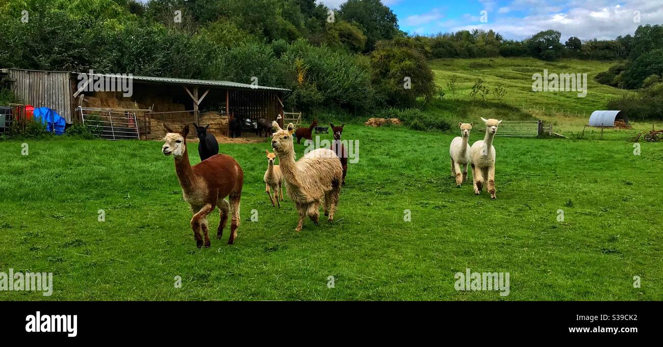 Esperienza alpaca - Immagine stock catturata con smartphone