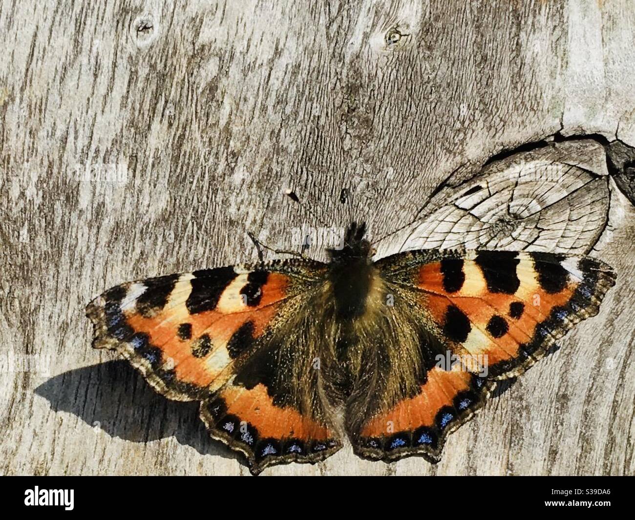 Primo piano fotografia di una farfalla di tartaruga su un rustico recinzione da giardino con spazio per la copia sopra per l'area di scrittura del testo Foto Stock