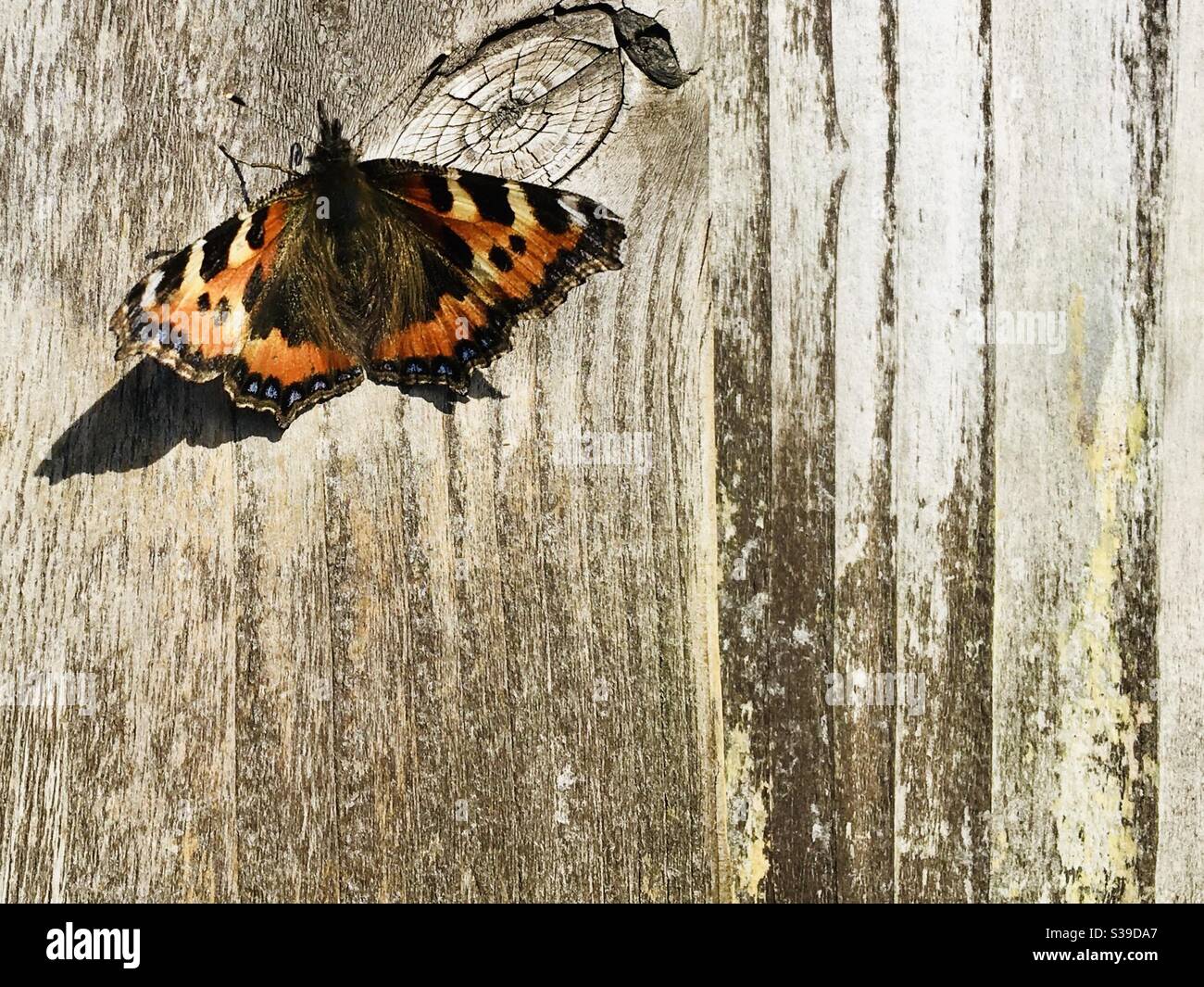 Bella farfalla di tartaruga su una recinzione rustica di giardino in legno. Farfalla a sinistra con spazio di copia per il testo sotto e a destra Foto Stock