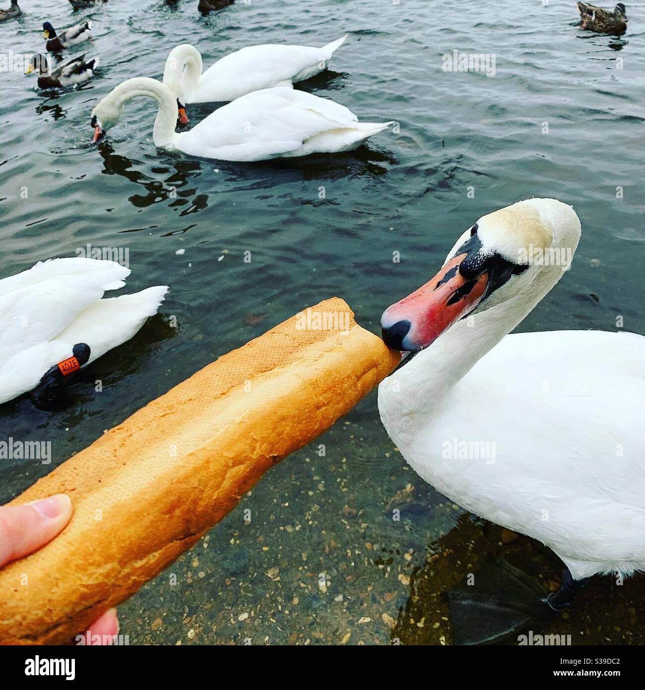 Nutrire un cigno muto un pezzo di pane, su un lago in Norfolk. Foto Stock