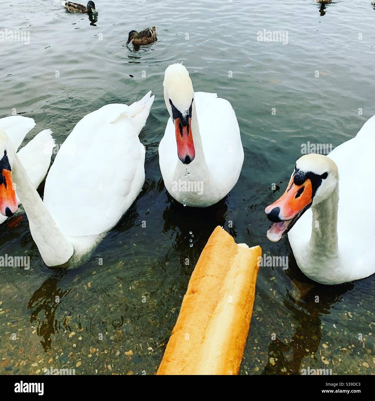 Un gregge di cigni muti che mangiano pane, Norfolk UK. Foto Stock