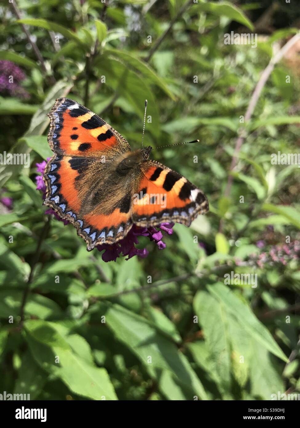Piccola tartaruga butterfly - Immagine stock catturata con smartphone