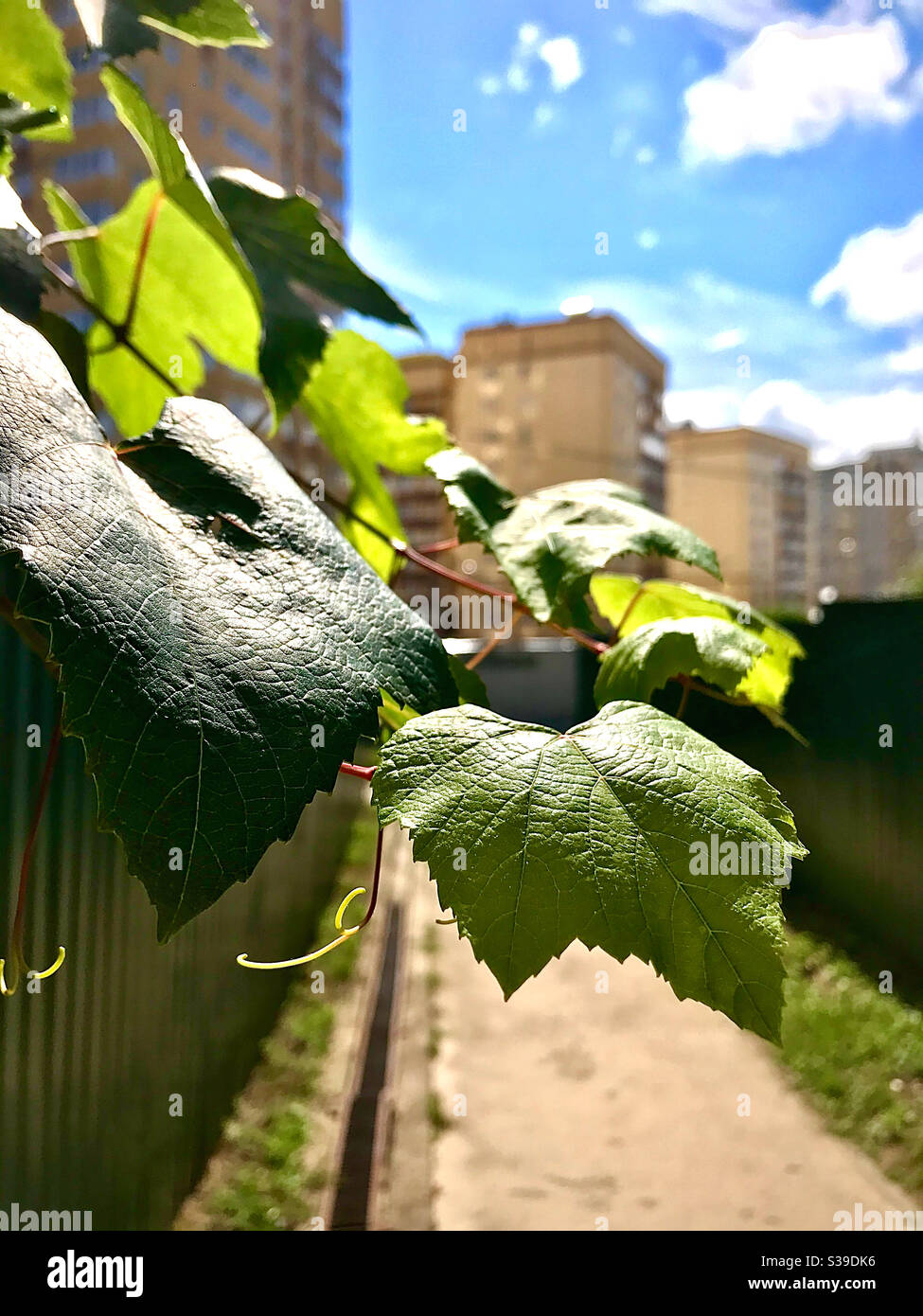 Foglie di uva baciate dal sole Foto Stock