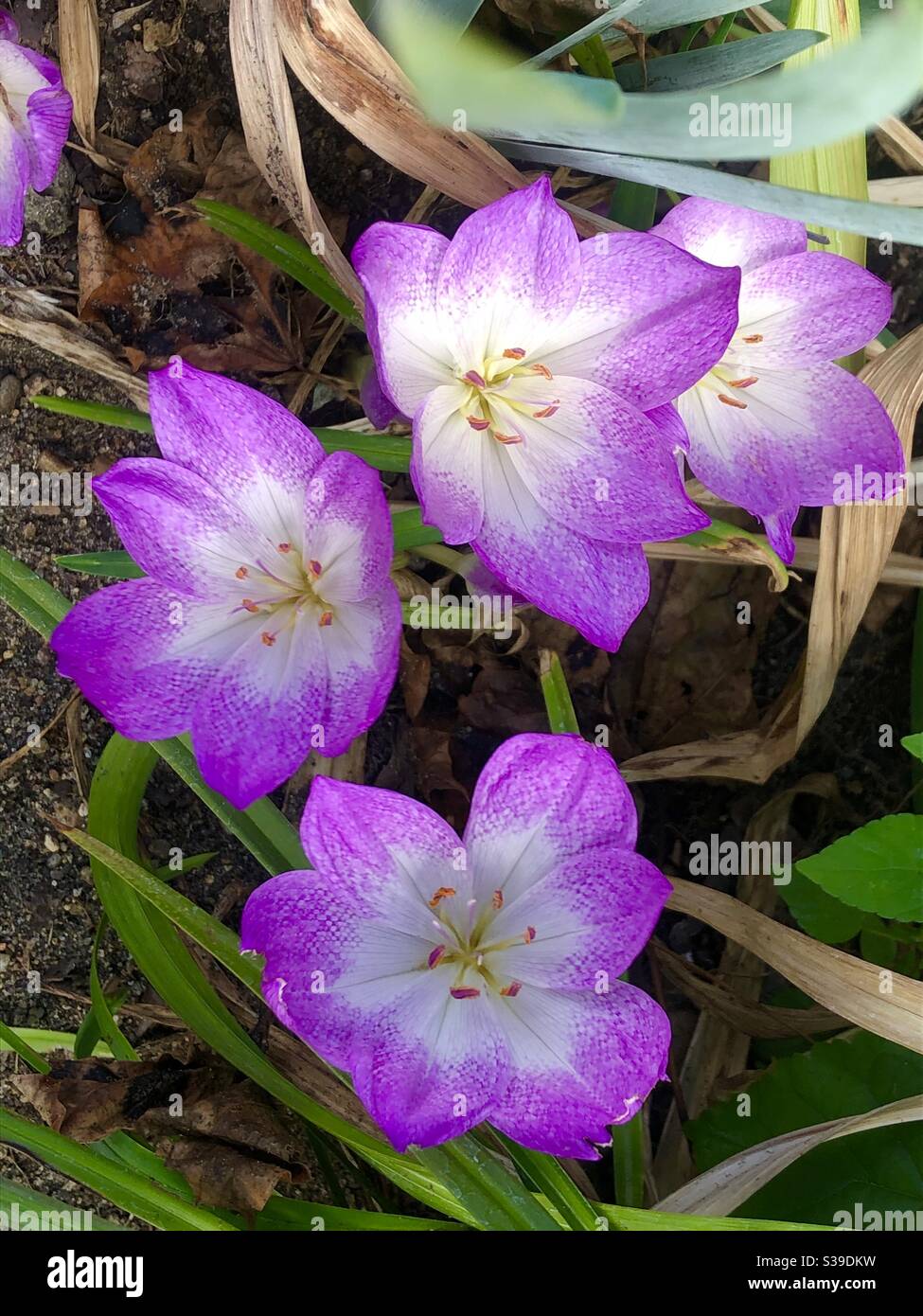 Caduta crocus - Immagine stock catturata con smartphone