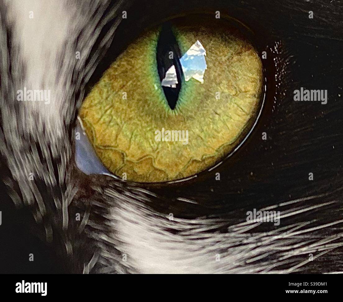 Occhi di gatto - Immagine stock catturata con smartphone