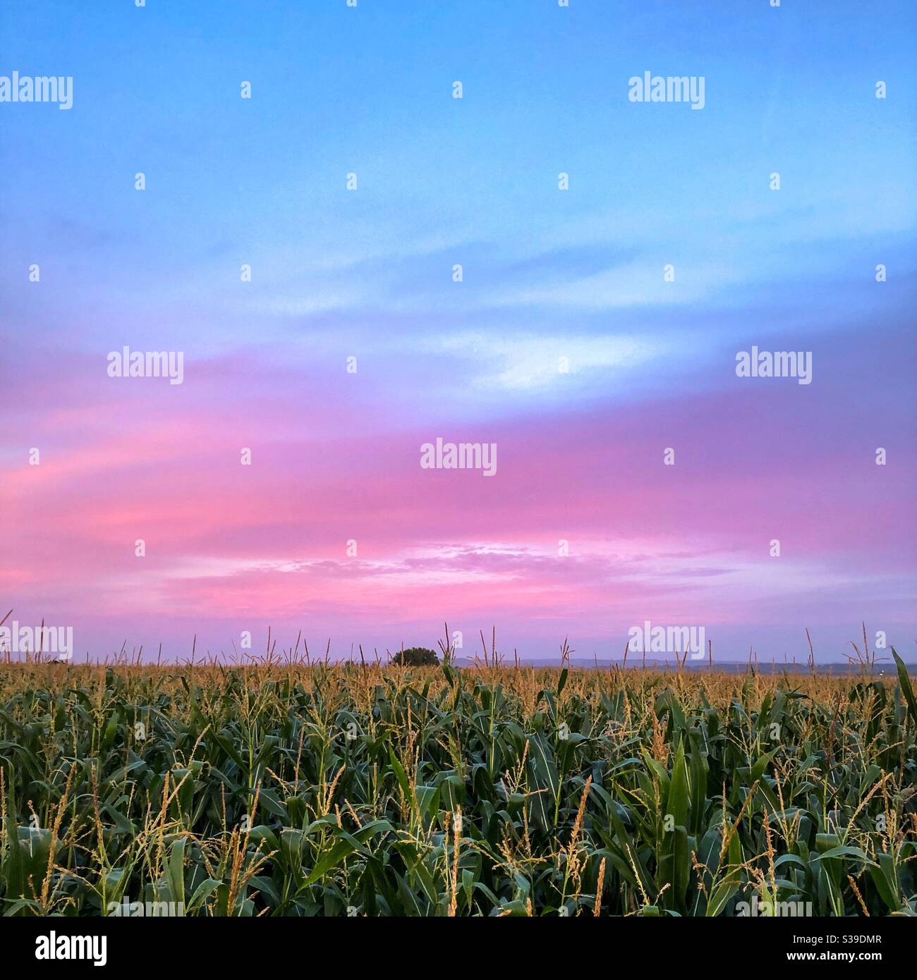 Mais che guarda in rosa. - Immagine stock catturata con smartphone