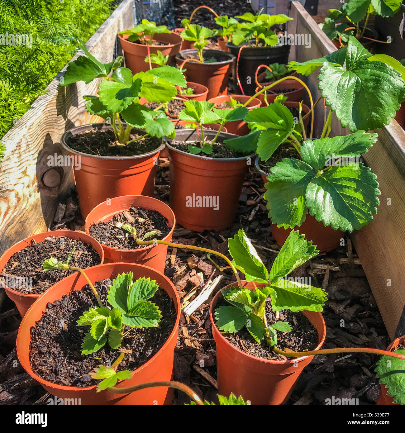 Propagazione di pianta di fragola usando i corridori - Immagine stock catturata con smartphone