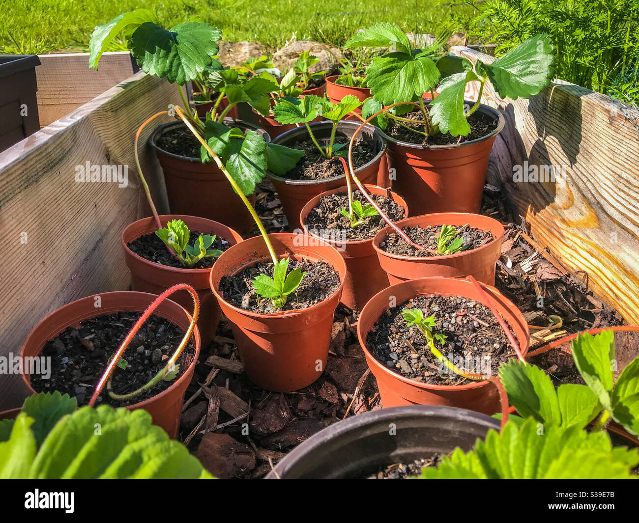Propagazione delle fragole con i runner - Immagine stock catturata con smartphone