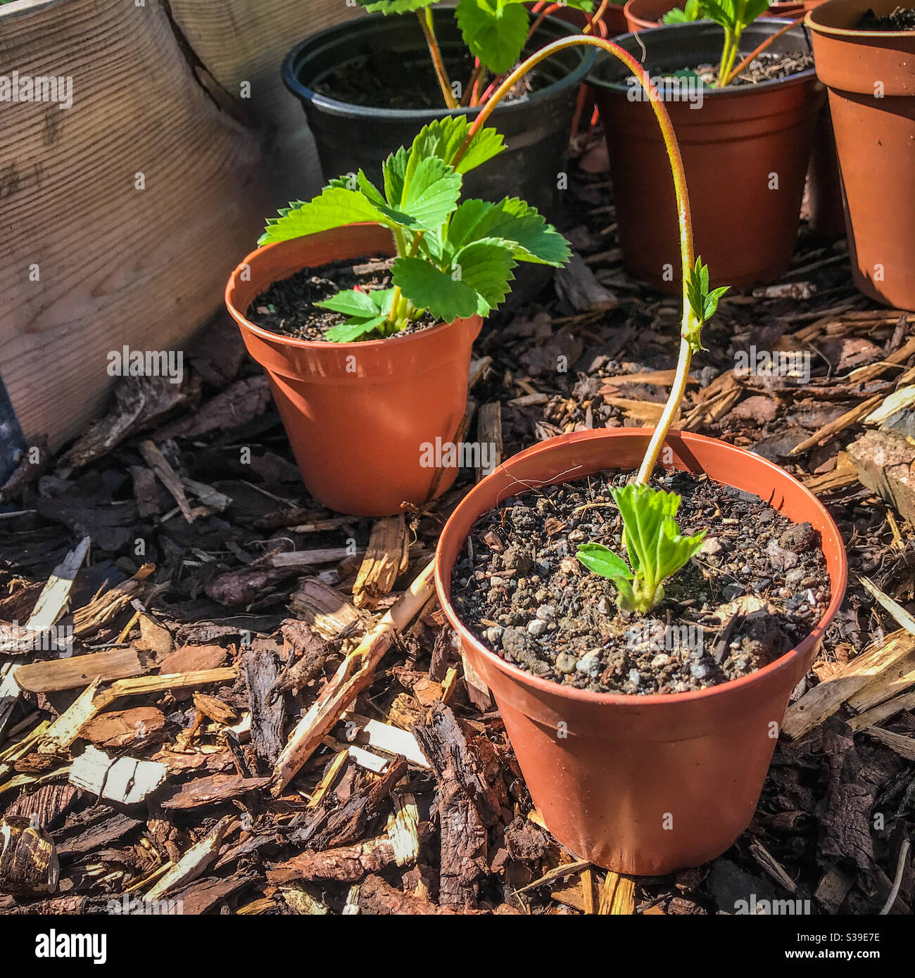 Propagazione delle fragole con i runner - Immagine stock catturata con smartphone
