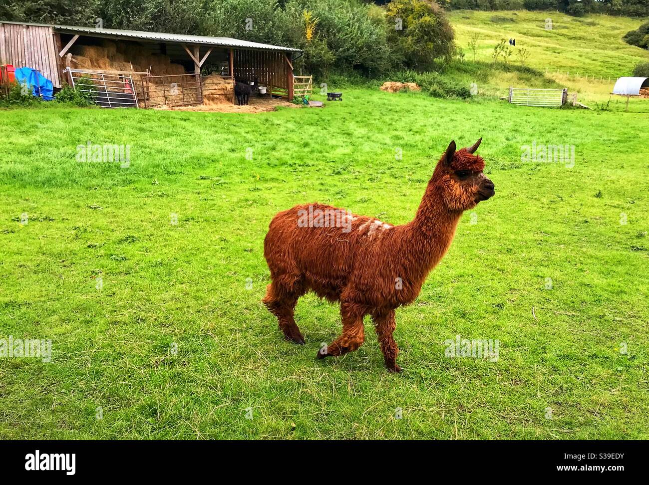 Esperienza alpaca Foto Stock